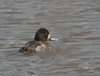 Lesser Scaup female
